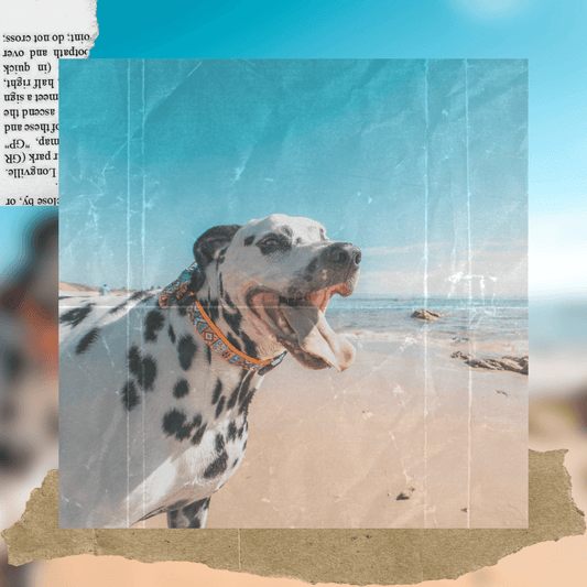 QUE LLEVAR A LA PLAYA